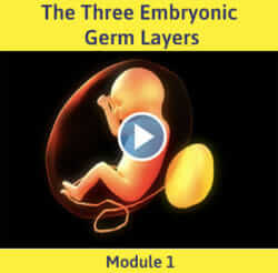 Module 1 - The Three Embryonic Germ Layers