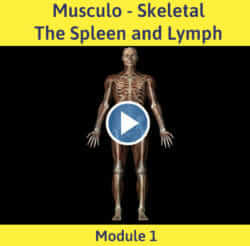 Module 1 Musculo Skeletal The Spleen And Lymph