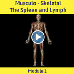 Module 1 Musculo Skeletal The Spleen And Lymph