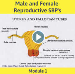 Module 1 - Male and Female Reproductive SBP's
