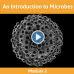 Module 2 - An Introduction to Microbes