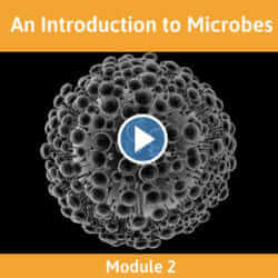 Module 2 - An Introduction to Microbes