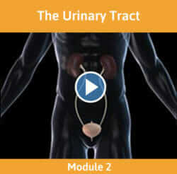 Module 2 - The Urinary Tract
